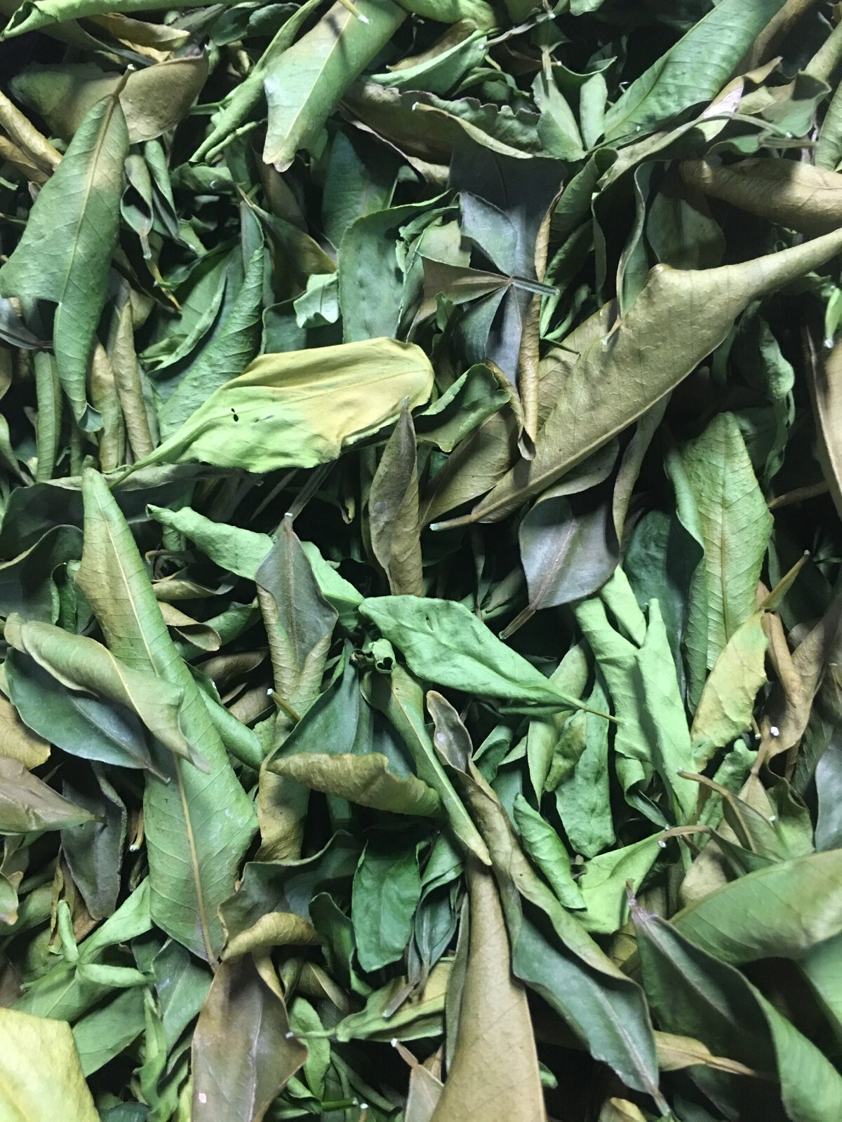 Orange Green Leaves Dried Tea Purple Tangerine Flowers Leaf XinHui Peel Canna