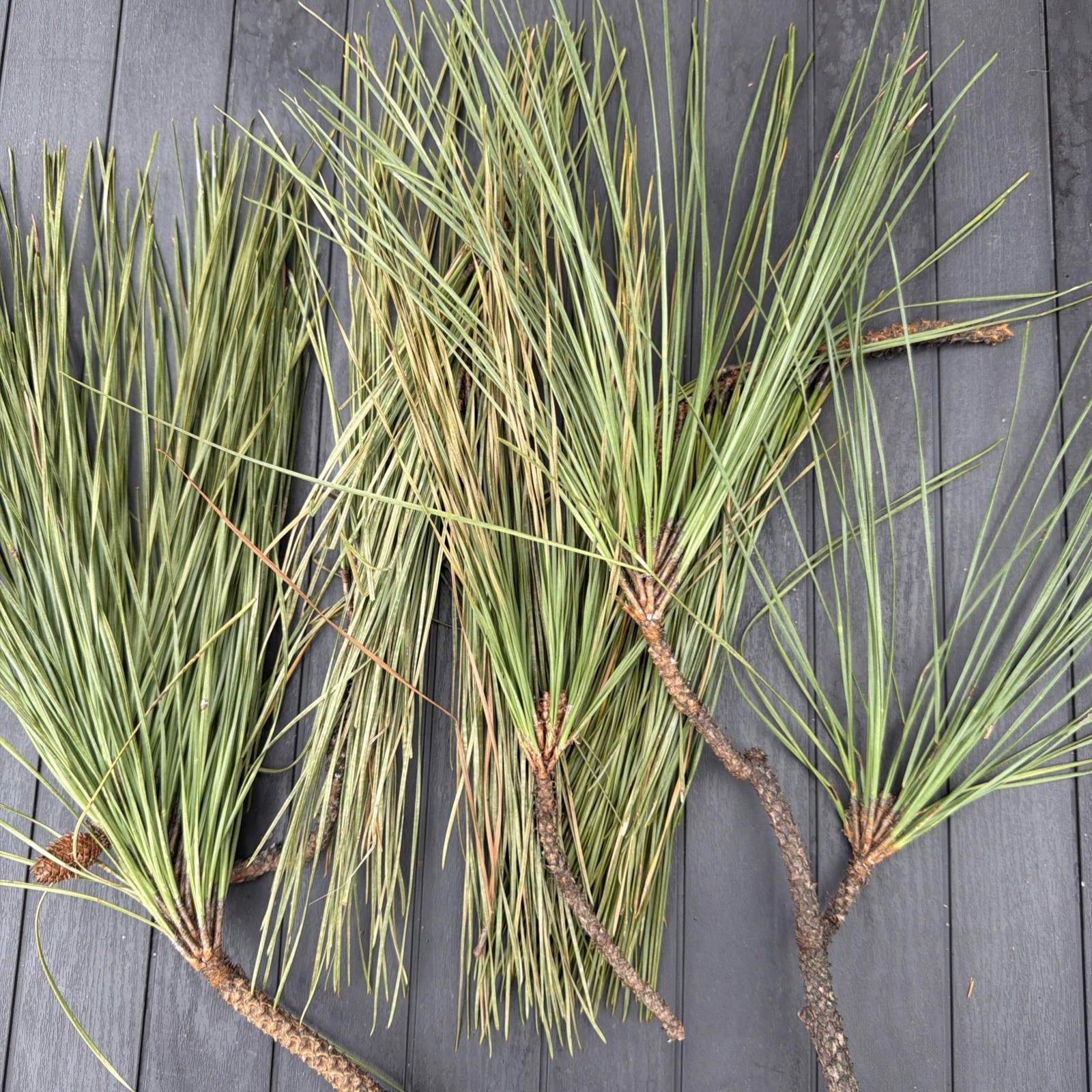 Fresh Eastern White Pine Needles Organic 4 Oz
