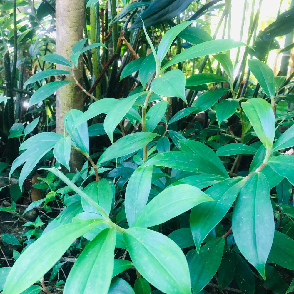 Organic Insulin Plant Leaf Tea Bags Herbal Drinks Costus Igneus leaves Powder