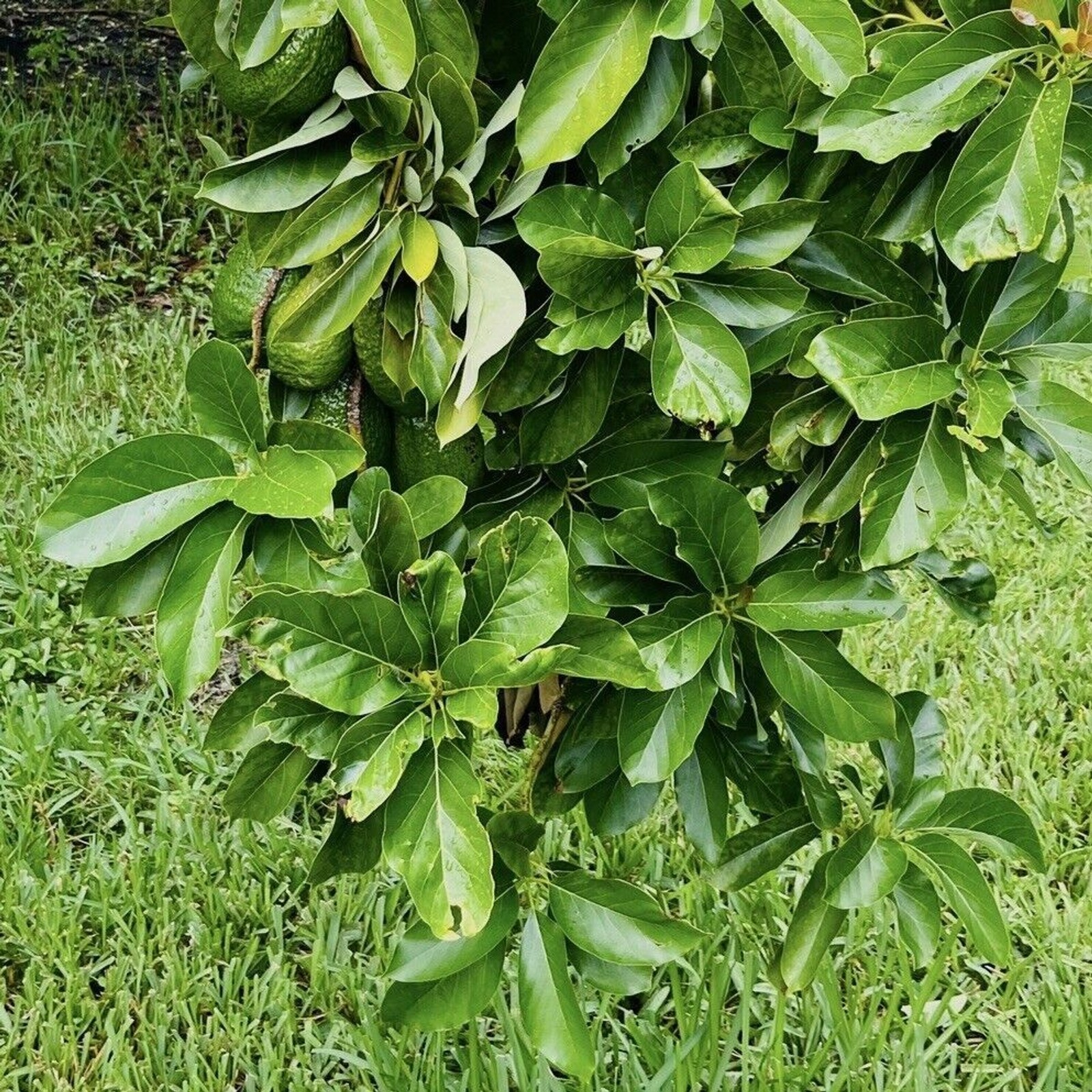 16 Fresh Avocado Leaf For Herbal Tea Organically Grown No Pesticides Home-grown
