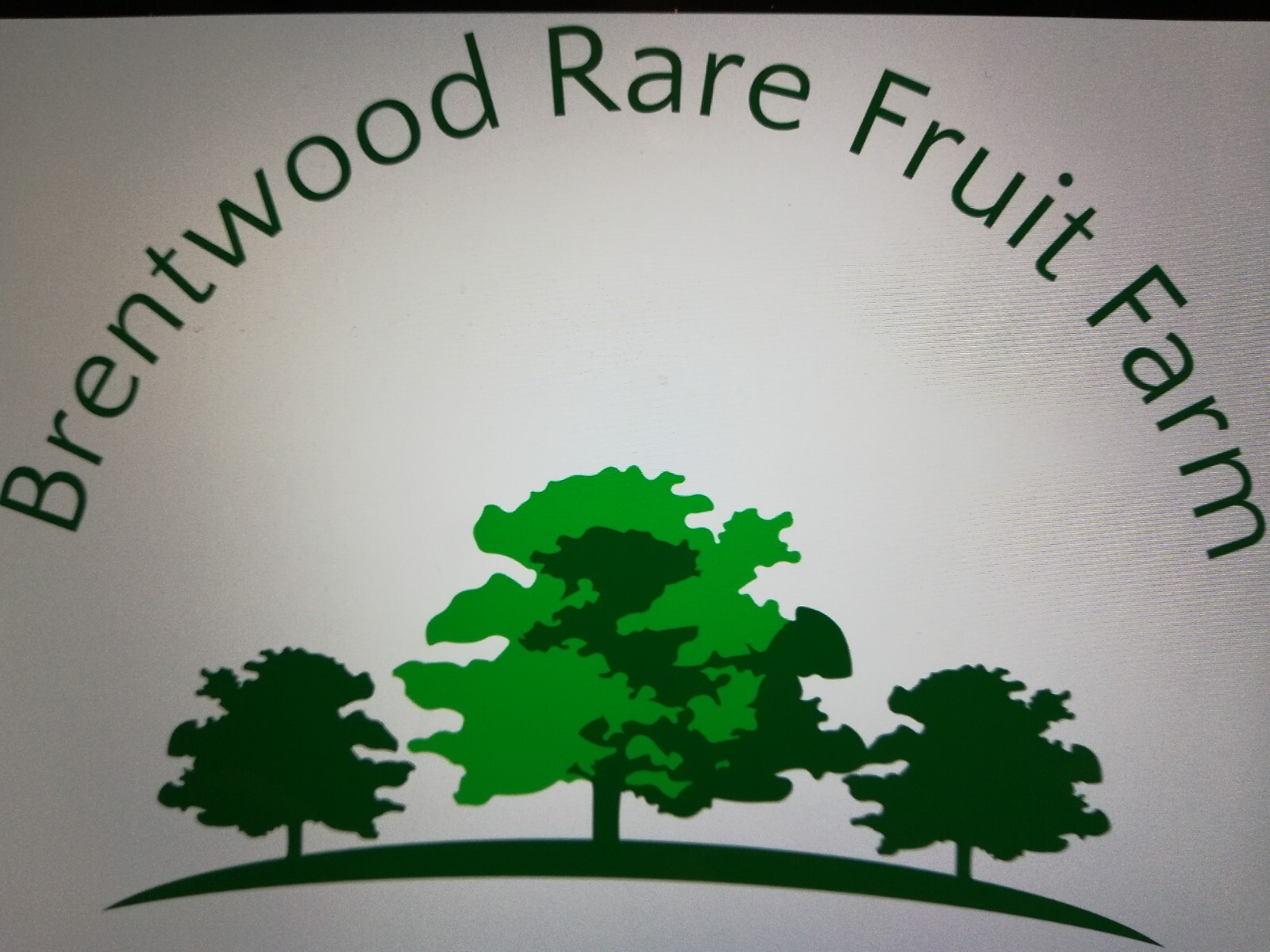 Mulberry Leaf Tea (4oz/113g) Grown Made Packed in Brentwood Rare Fruit Farm, CA