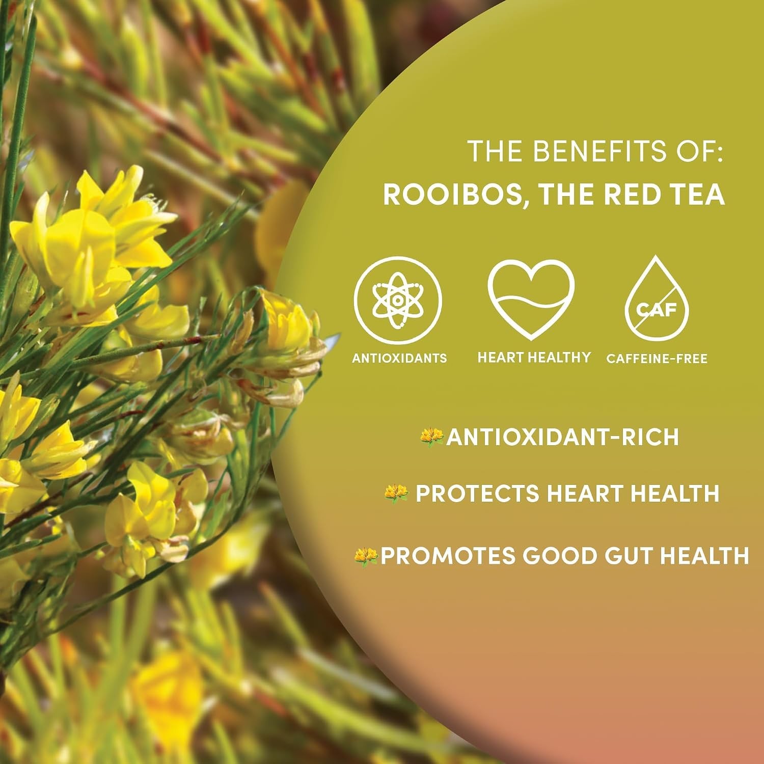 Worldwide Botanicals Organic Red Rooibos Tea – 1lb – 100% South African Aspalath