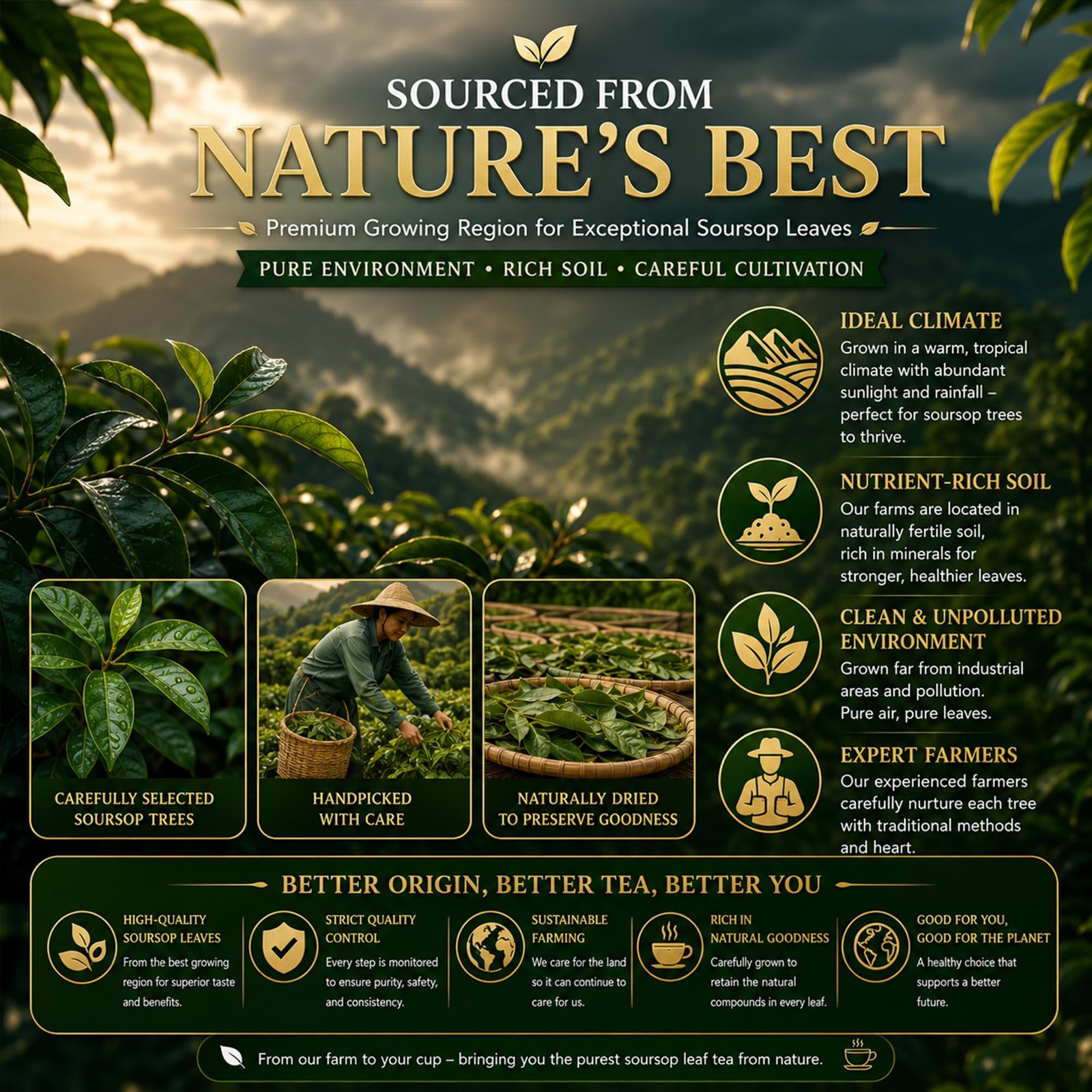 45 Count Premium Soursop Graviola Tea Bags 100% Natural soursop leaves, NonG…