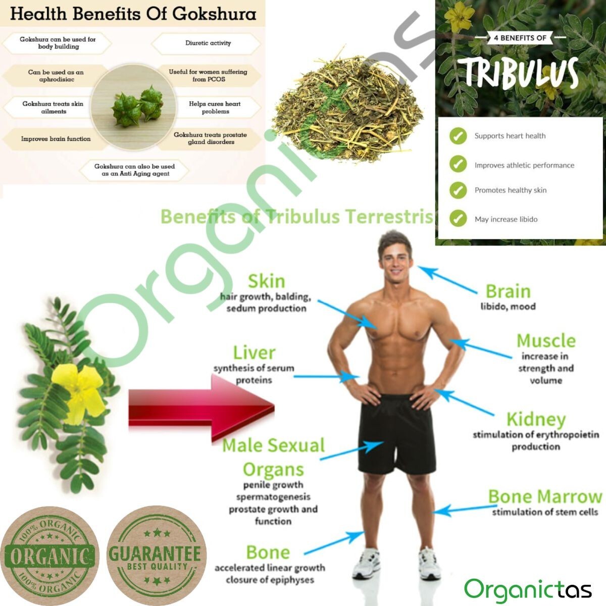 Organic TRIBULUS TERRESTRIS Tea – Best Premium Quality Tribulus Herbal tea 200 g