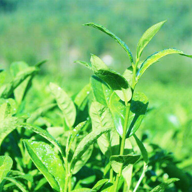 1000g Anhua Black Tea Jinhua Golden Flower Tea Brick Fu Zhuan Tea Healthy Food