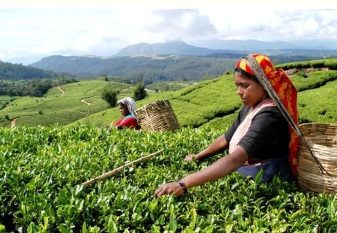 Ceylon Organic Black Tea Damro Labookellie 25 Bags 100% Natural Flavored Tea