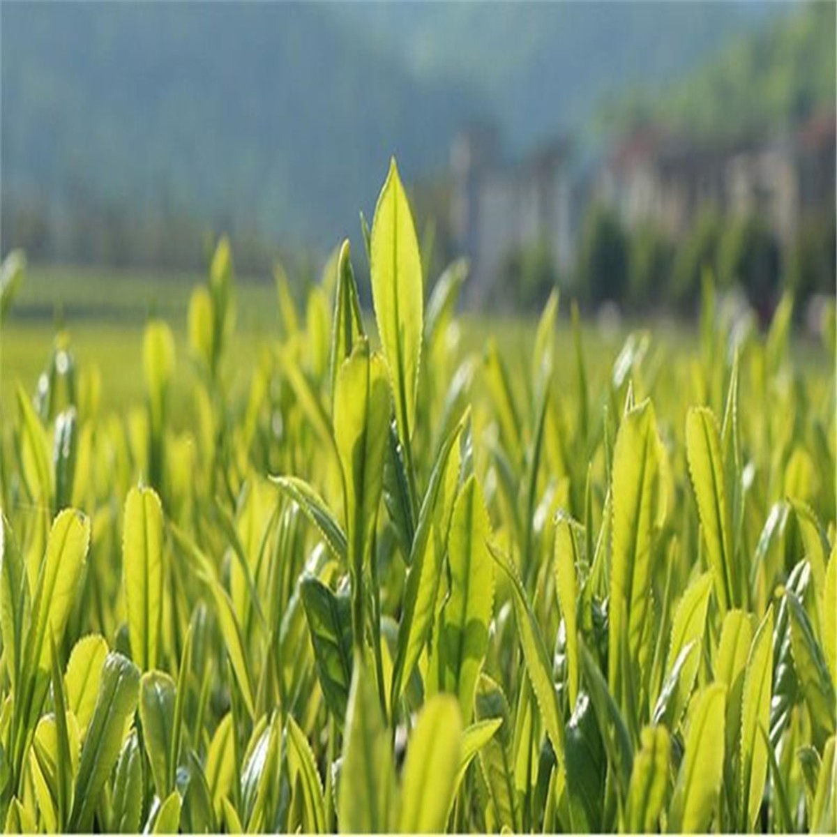 West Lake Longjing Green Tea Natural Herbal Energy Tea for Men Women 5A+ Grade