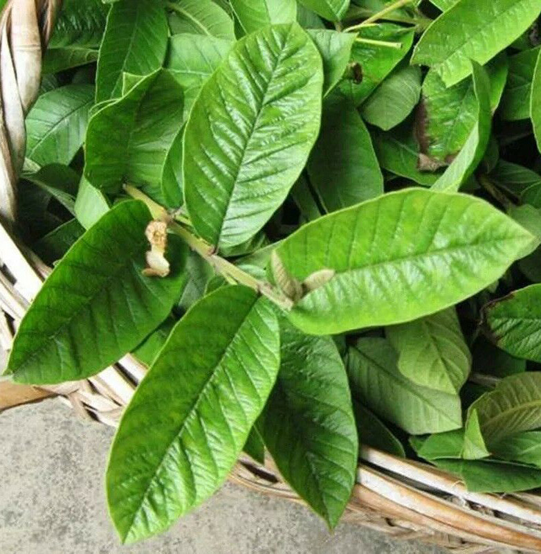 50 pcs Organic Ceylon Guava Dried Leaves – Anti Diabetic Anti Fat Burner Herbal