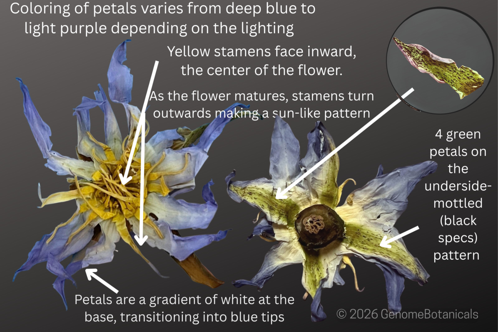 Egyptian Blue Lotus | Nymphaea Caerulea | Dried Whole Flowers
