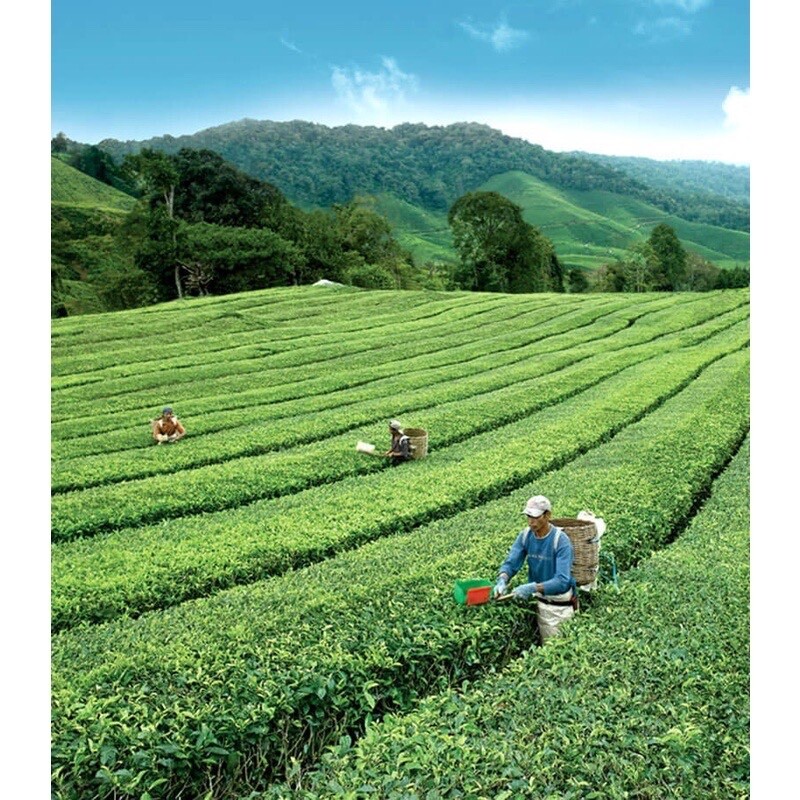 1 Boxes BOH Plantation Cameronian Gold Blend Tea 60 teabags FREE SHIPPING