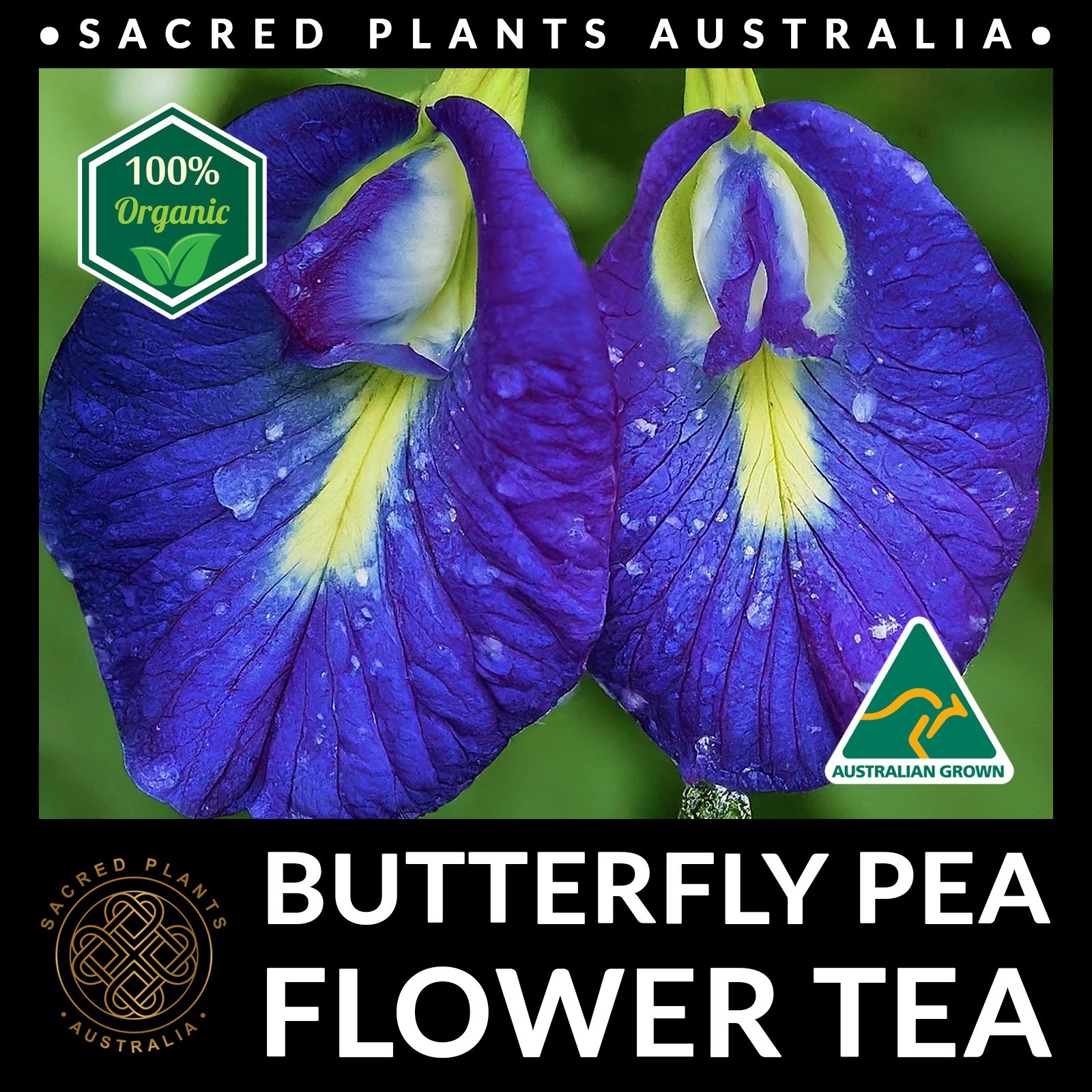 BUTTERFLY PEA Flower Tea 10g | Clitoria ternatea Loose Leaf Organic Natural