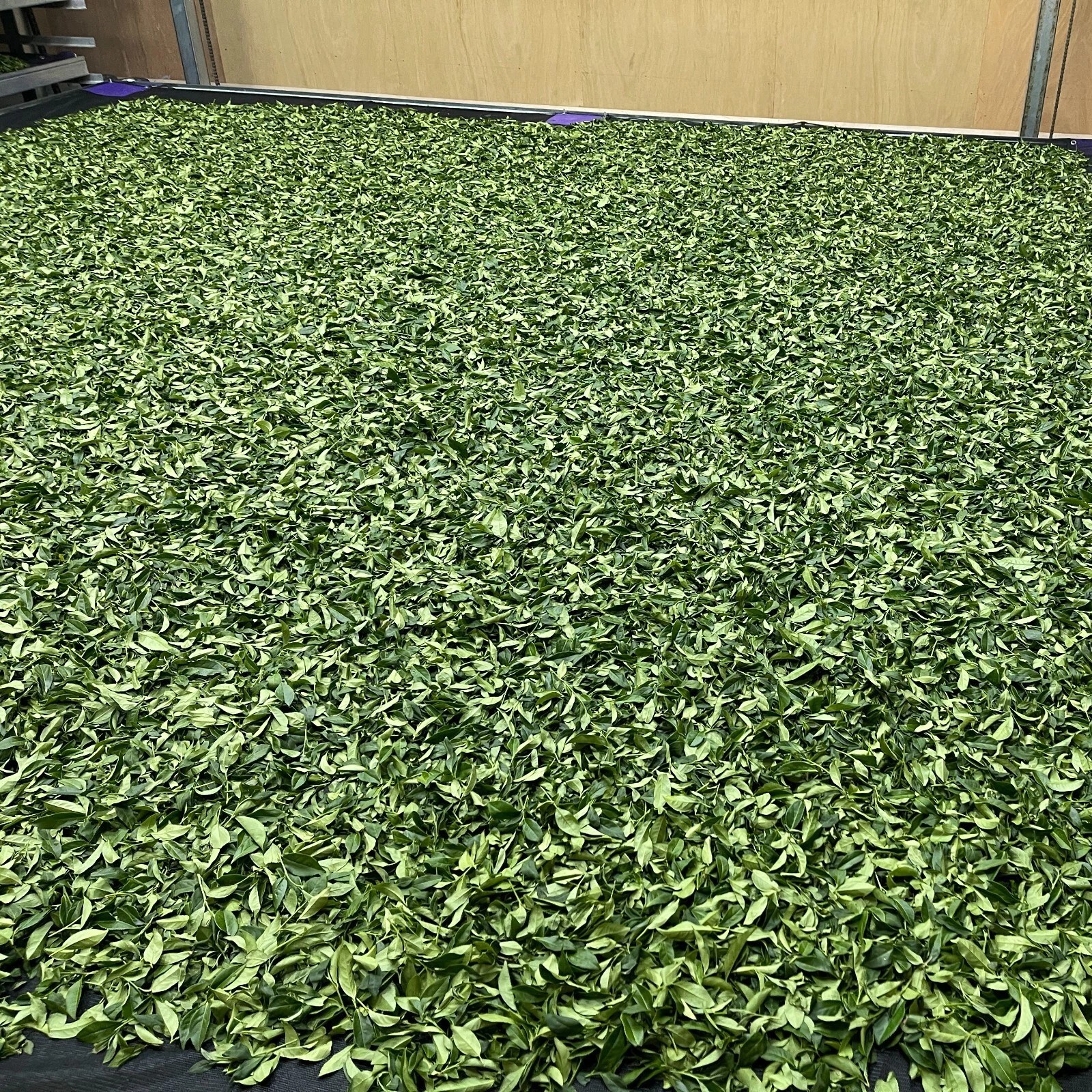 Taiwan unique tea,Alishan,Best quality High-mountain Oolong tea,150g*4