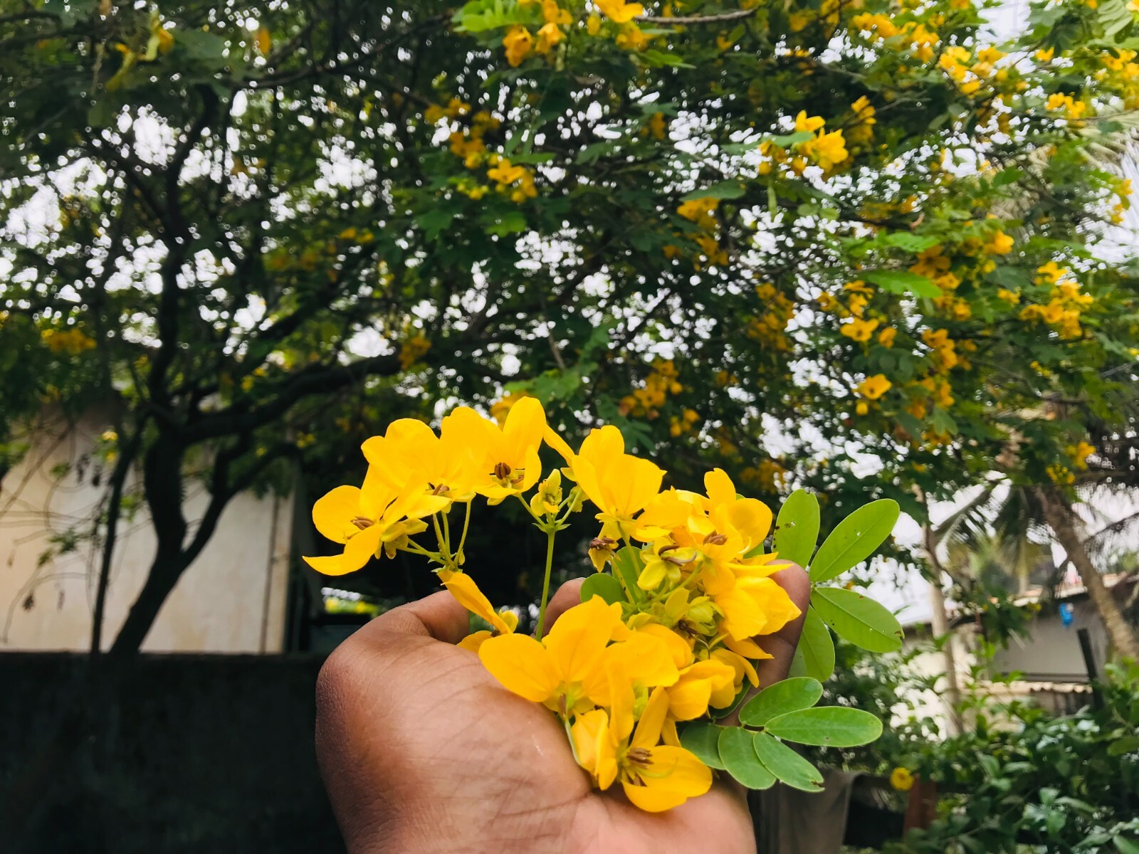 RANAWARA MAL Natural HERBAL Flower CASSIA AURICULATA 100% CEYLON Ayurveda 200g