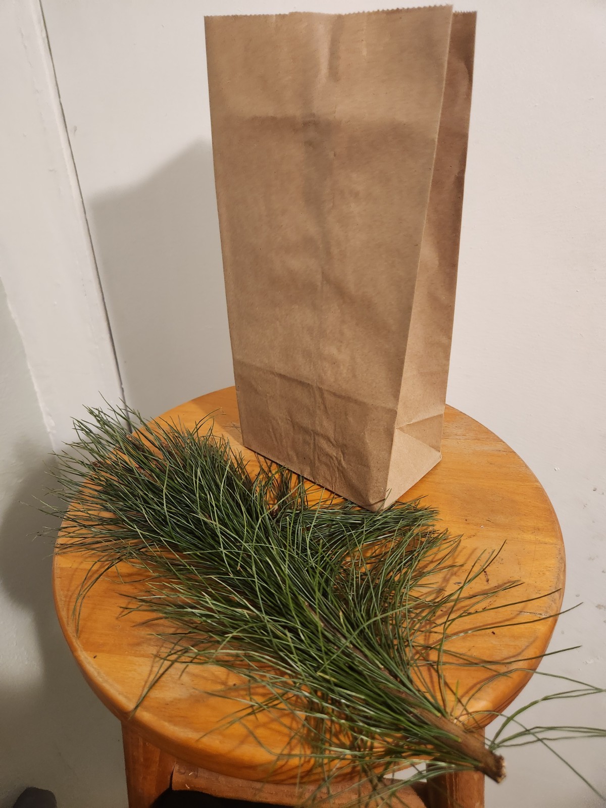 Eastern White Pine Fresh Needles, 2 oz – High Vitamin C