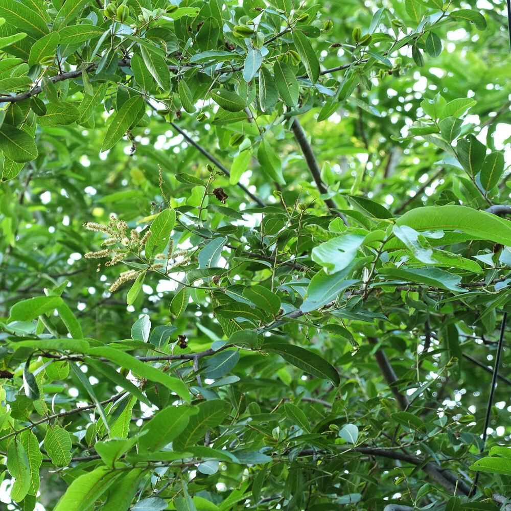 Terminalia Arjuna Dried Leaves Ceylon Organic Herbal Natural Tea Blend