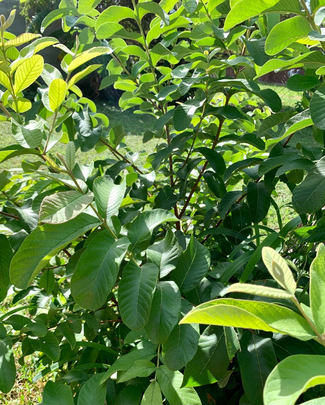 55 PC’S FRESH ORGANIC GUAVA LEAVES TEXAS GROWN GREEN Tea Hojas de Guayaba
