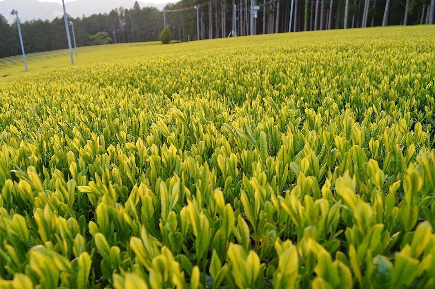 Japanese green tea leaves: New green tea 2023: Eighty-eight night tea sizuoka