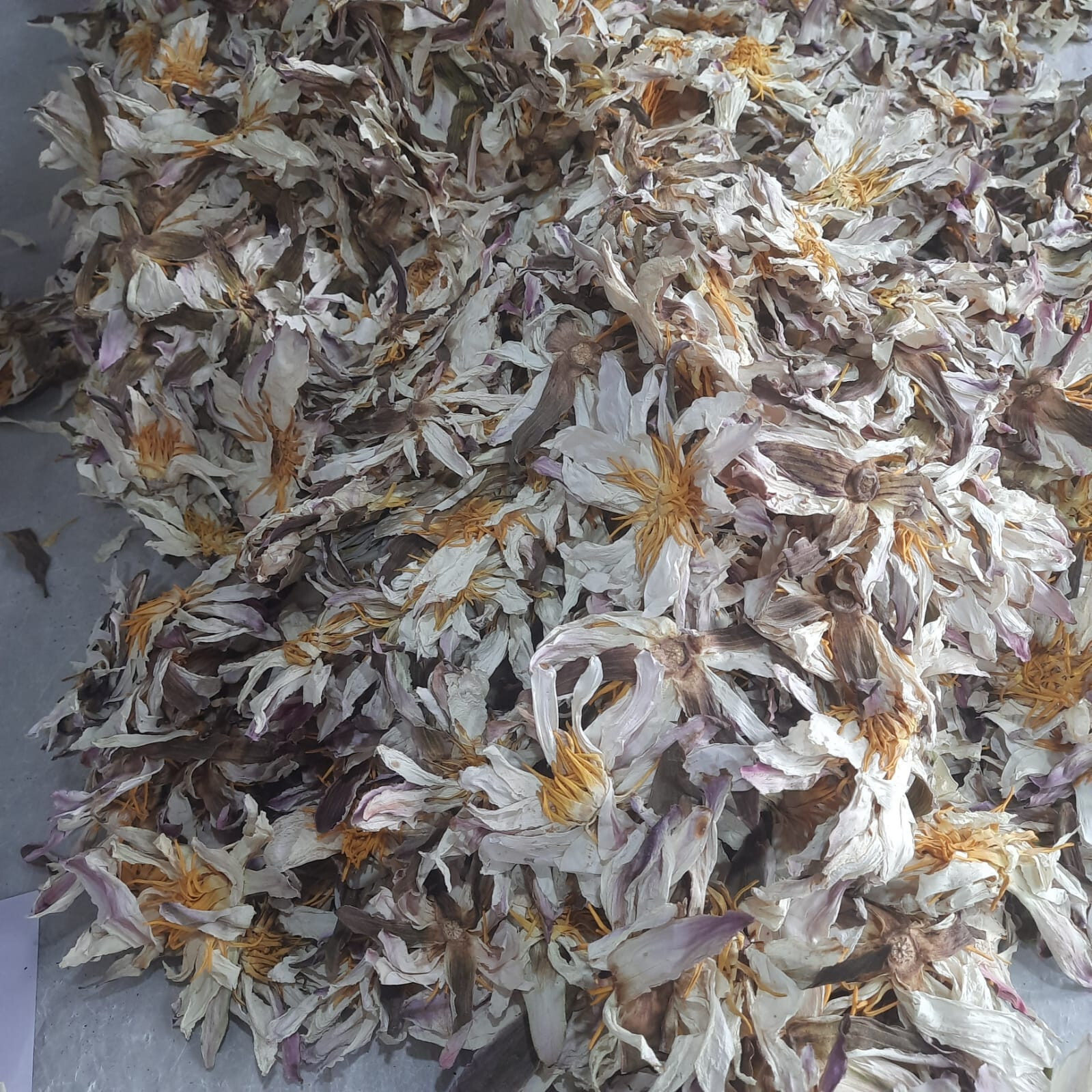 Ceylon White Lotus Nymphaea Ampla 100% Organic Herbal 1kg Flowers Tea
