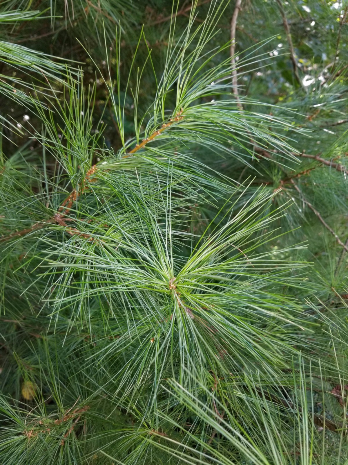Eastern Pine Tea Bags