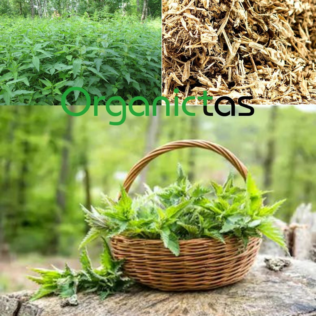 Stinging Nettle Root Tea | Premium Quality | Urtica Dioica | Loose Dried Cut Her