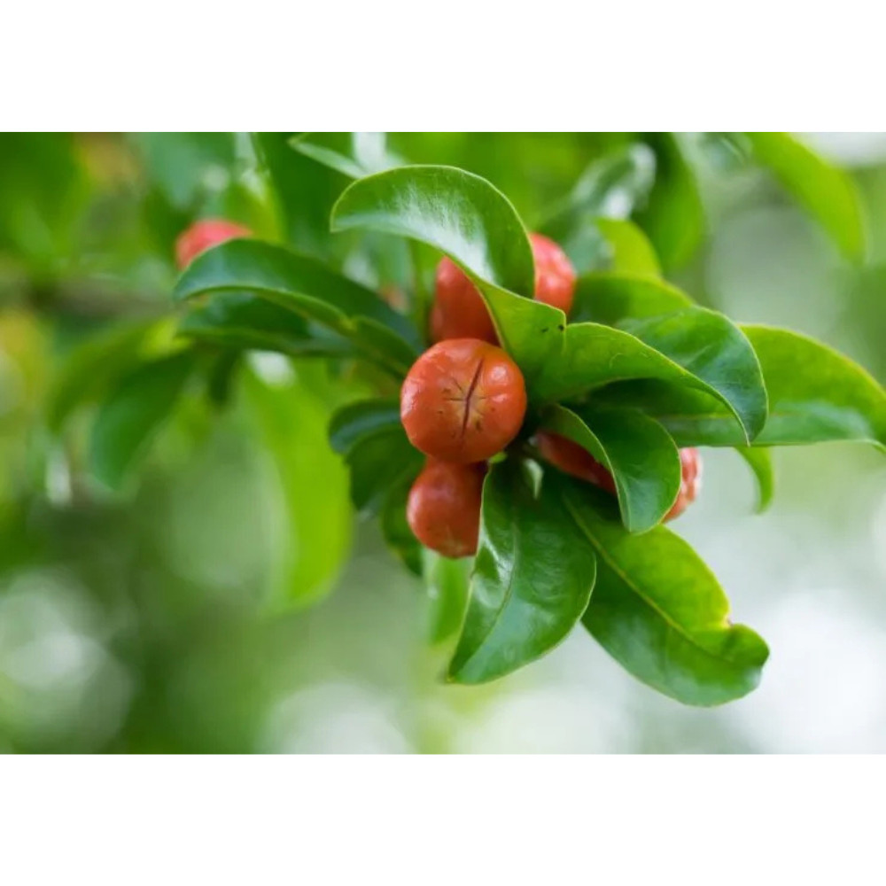 Dried Pomegranate Leaves 25g | Natural Fresh Ceylon Herbal Tea | 1, 2, 4 Pack