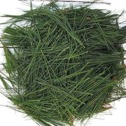 BUY 3, GET 1 FREE! Eastern White Pine Needle Tea, Fresh Maine 1oz virus protect