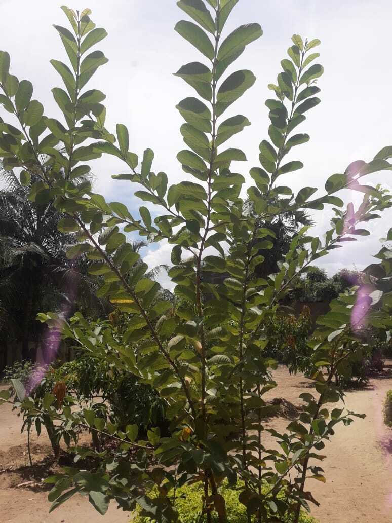 Dried guava leaf organic tea 100% Natural guava leaves and powder