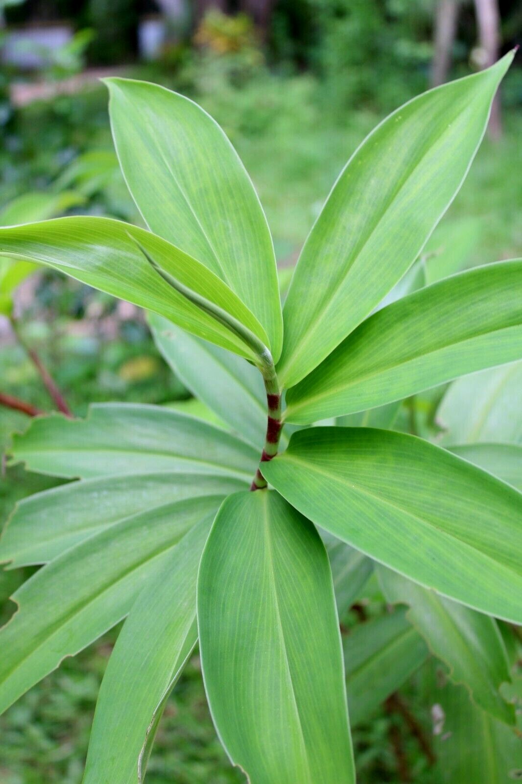 Dried Insulin |Thebu |Costus Plant leaves Organic|Diabetic Tea CEYLON Free ship.