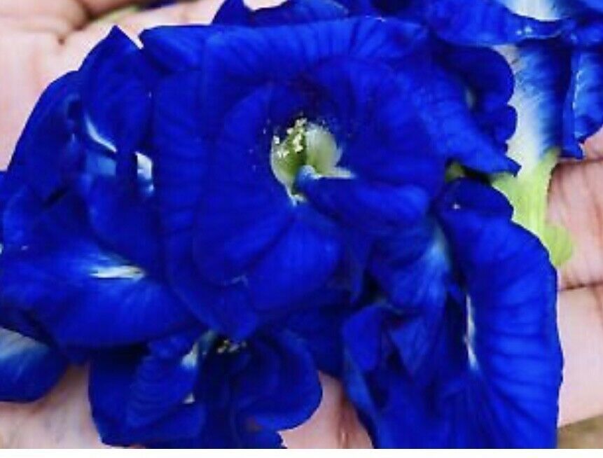Butterfly Pea Flower Tea 100g – Ideal for 500 cups or more, Premium Dried Flower