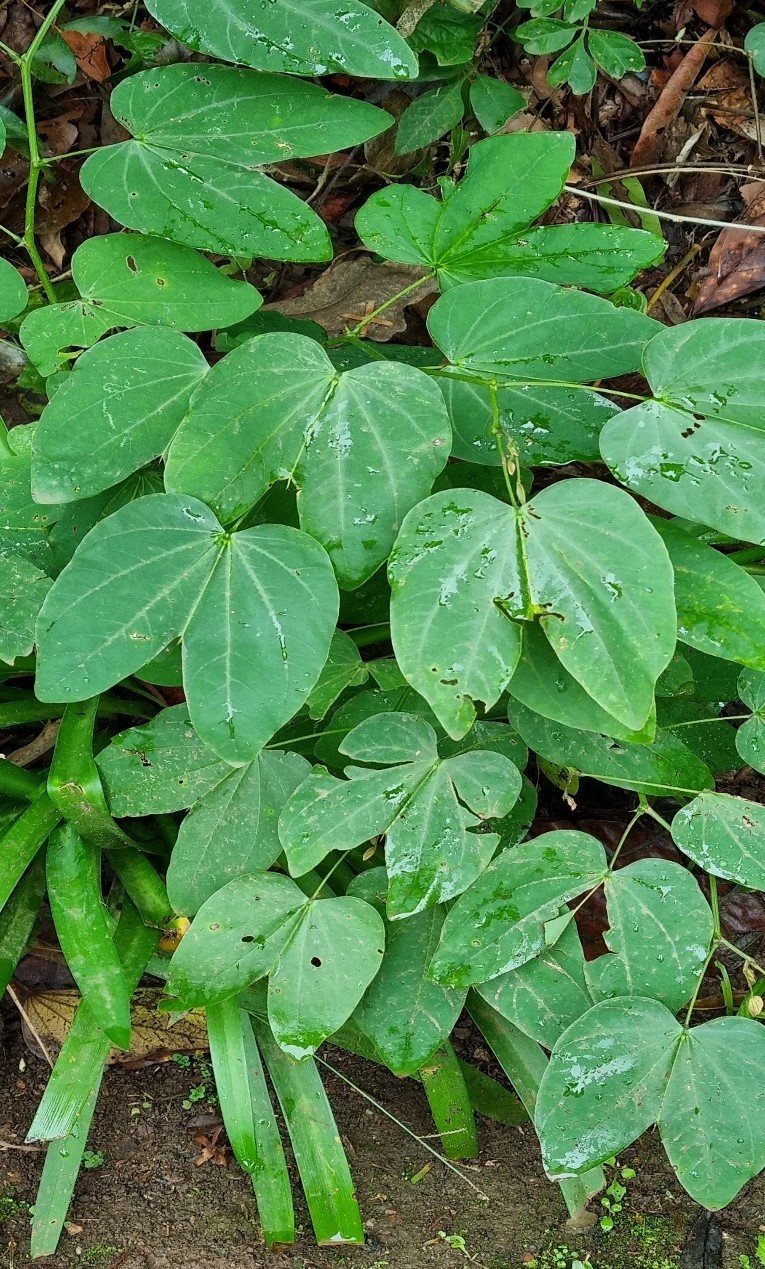 Te Herbal Pata De Vaca. Herbal Tea (Cow’s Foot Leaves). 1 oz and 4 oz.