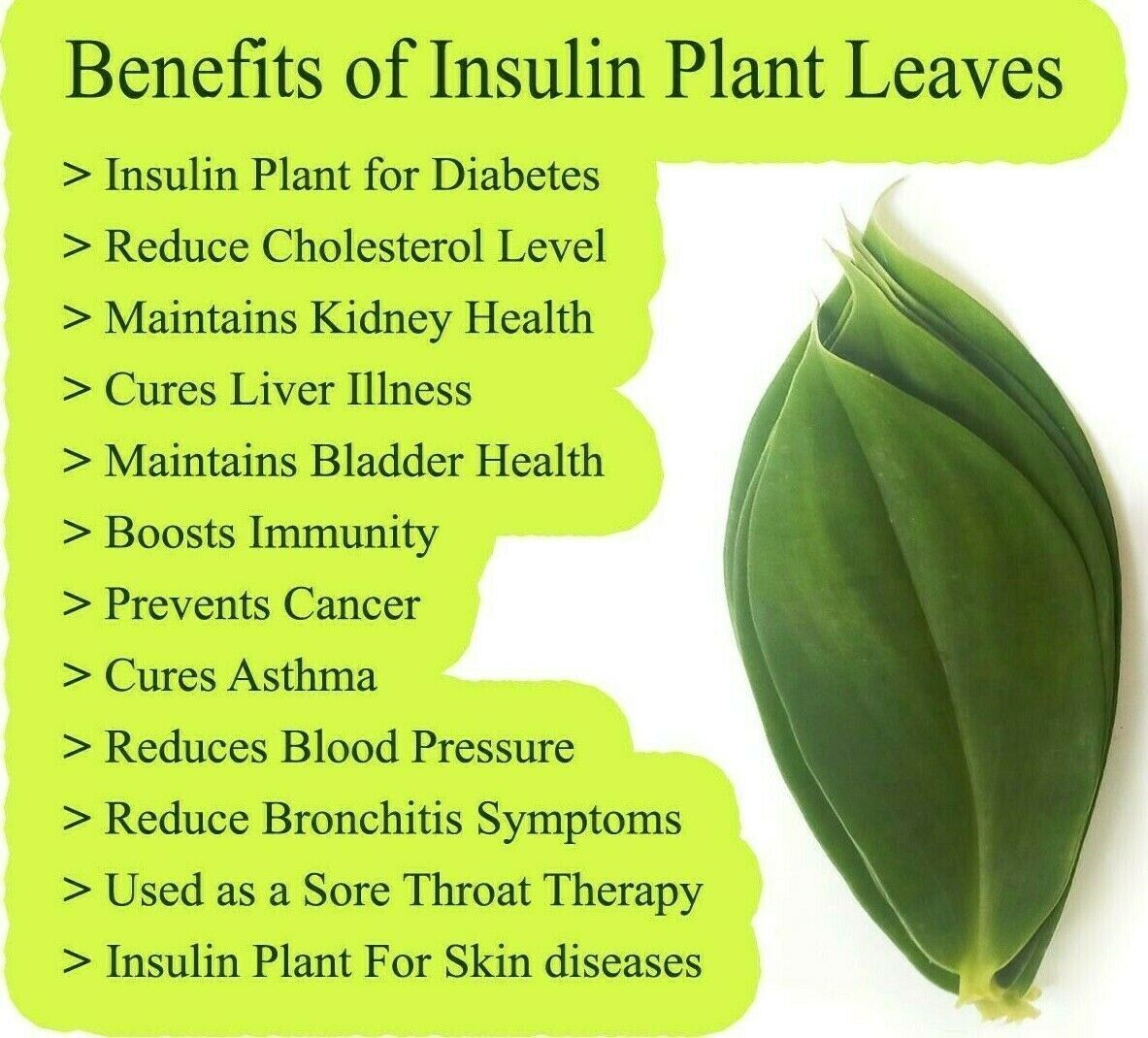 Dried Insulin Plant Leaves Costus Igneus Thebu Crepe ginger Herbal Organic Tea