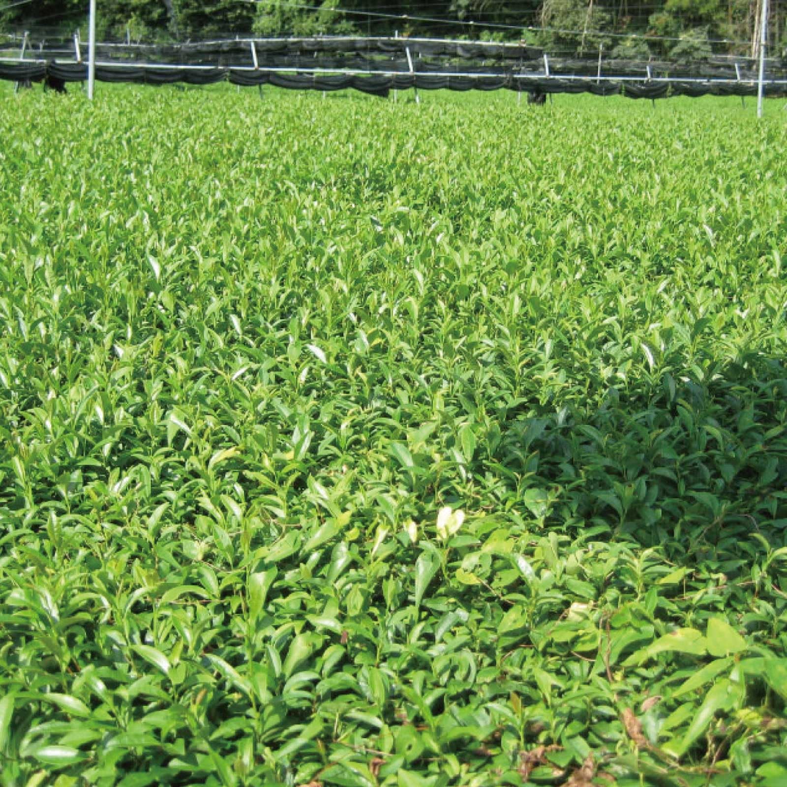Premium Kyoto Uji Matcha – Ceremonial Grade Japanese Green Tea Powder, 1.05oz…