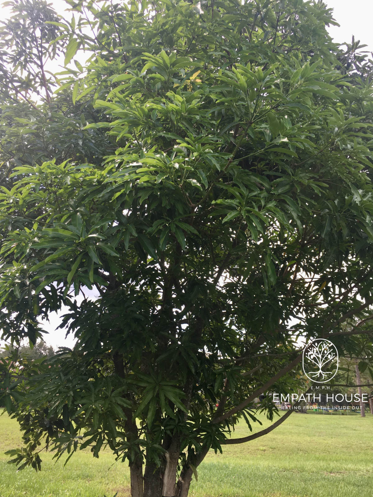 Mango Leaf Herbal Tea Dried 100% Organic Florida Grown USA