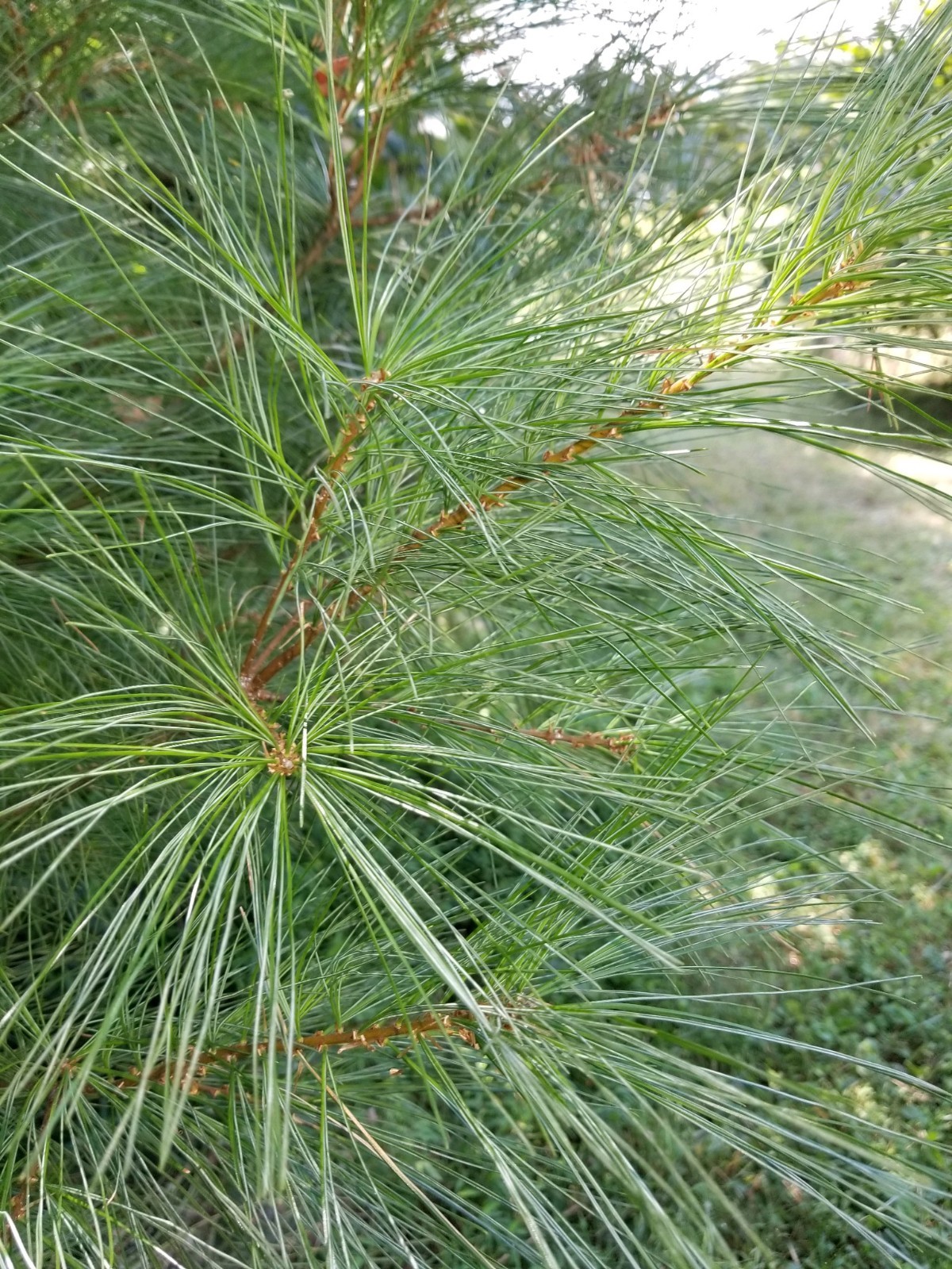 Eastern Pine Tea Bags