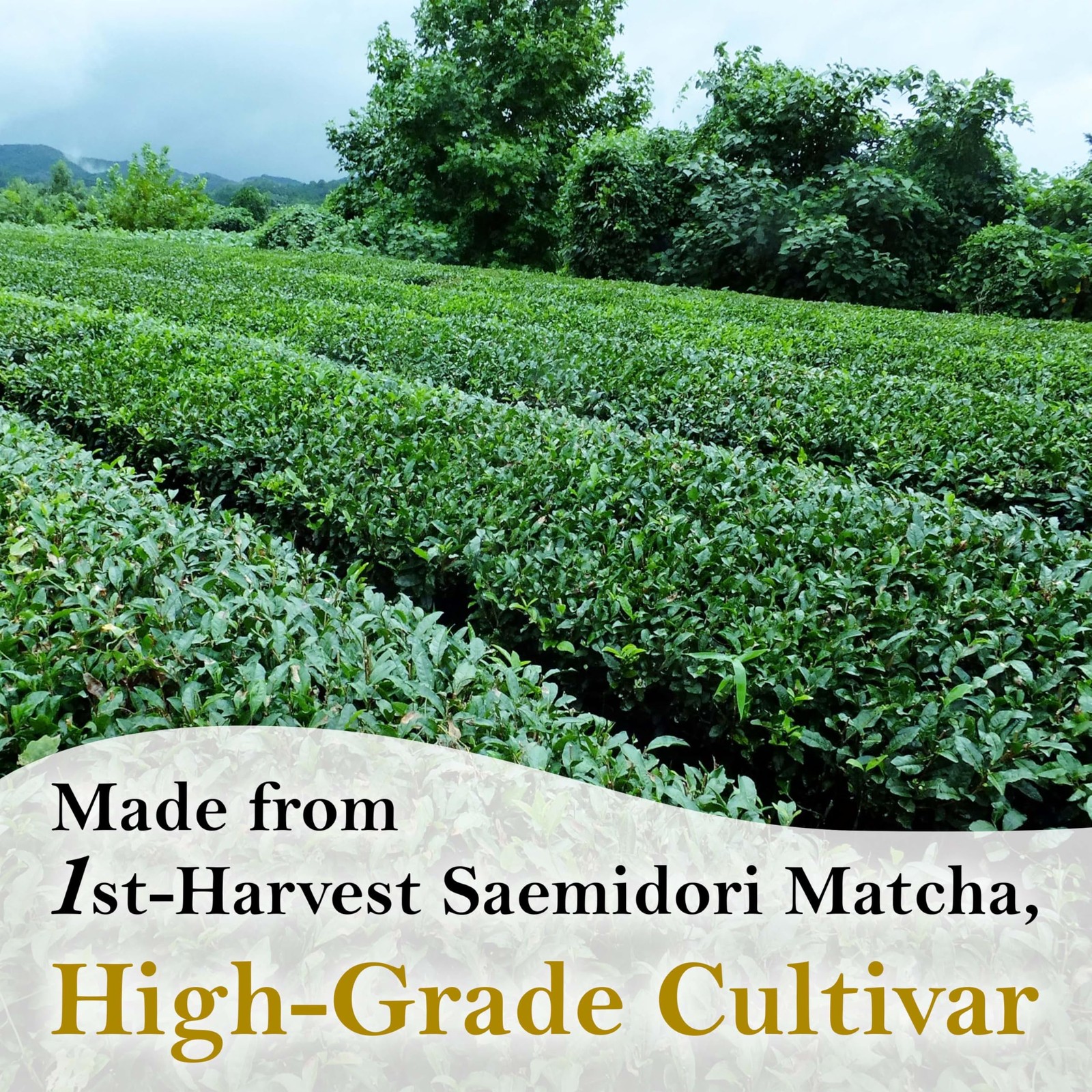Japanese Pure Matcha Paste, Handy for Baking and Cooking, Easy to Add Matcha …