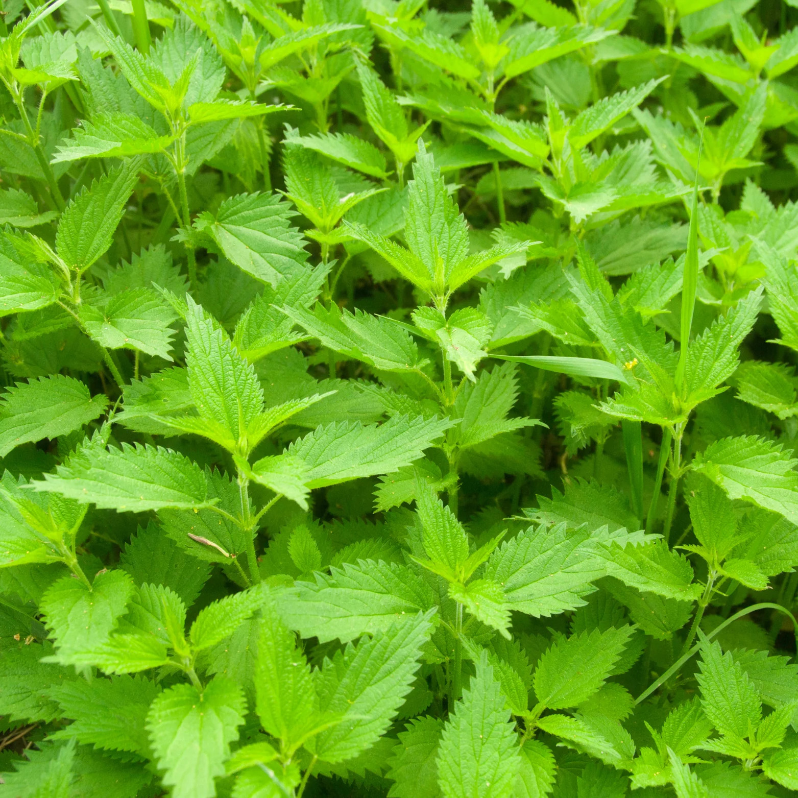 Stinging Nettle Leaf Loose Leaf Herbal Tea for Allergies