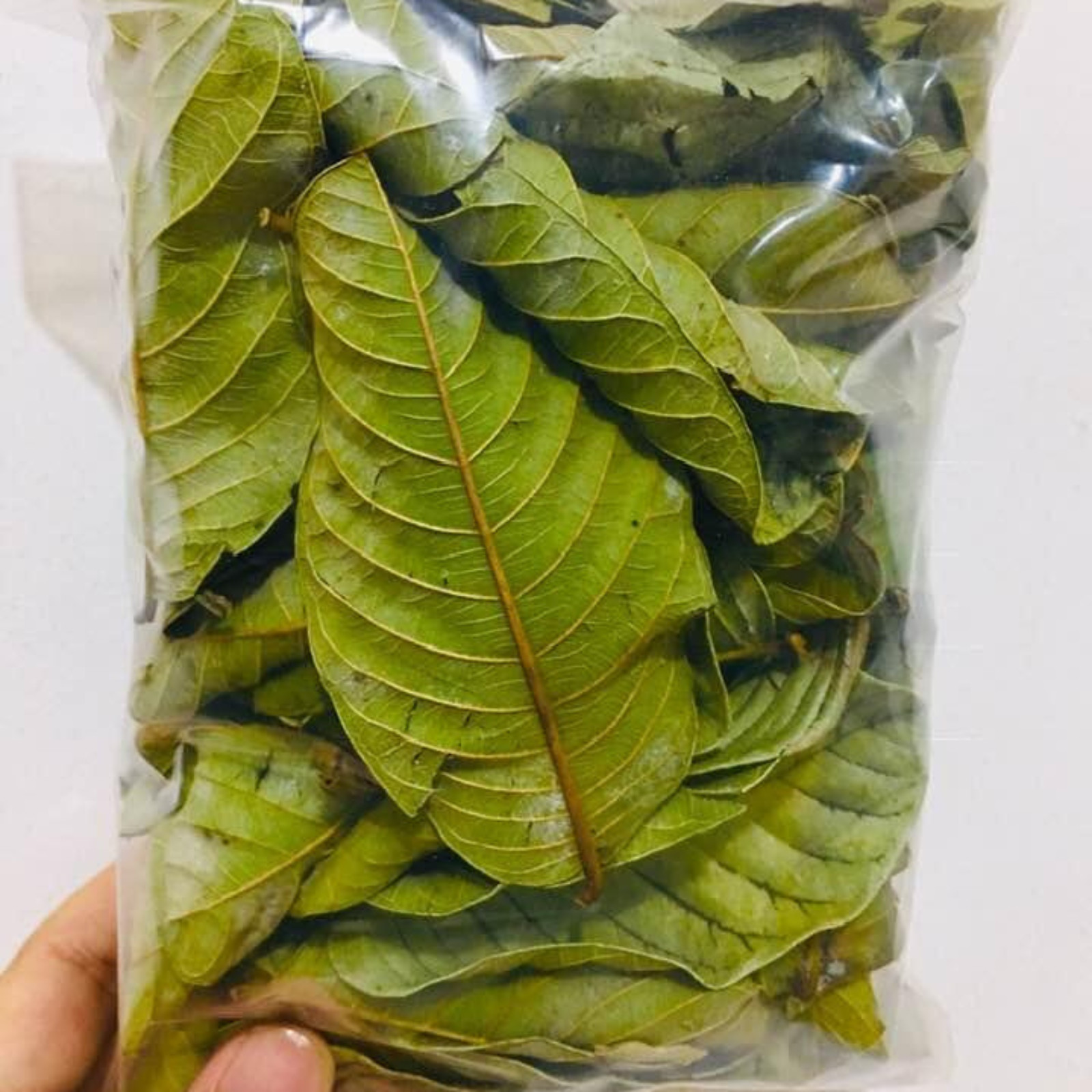 Guava Leaves 100% Organic Tea Dried Leaf Hojas Herbal Guayaba Psidium Hair
