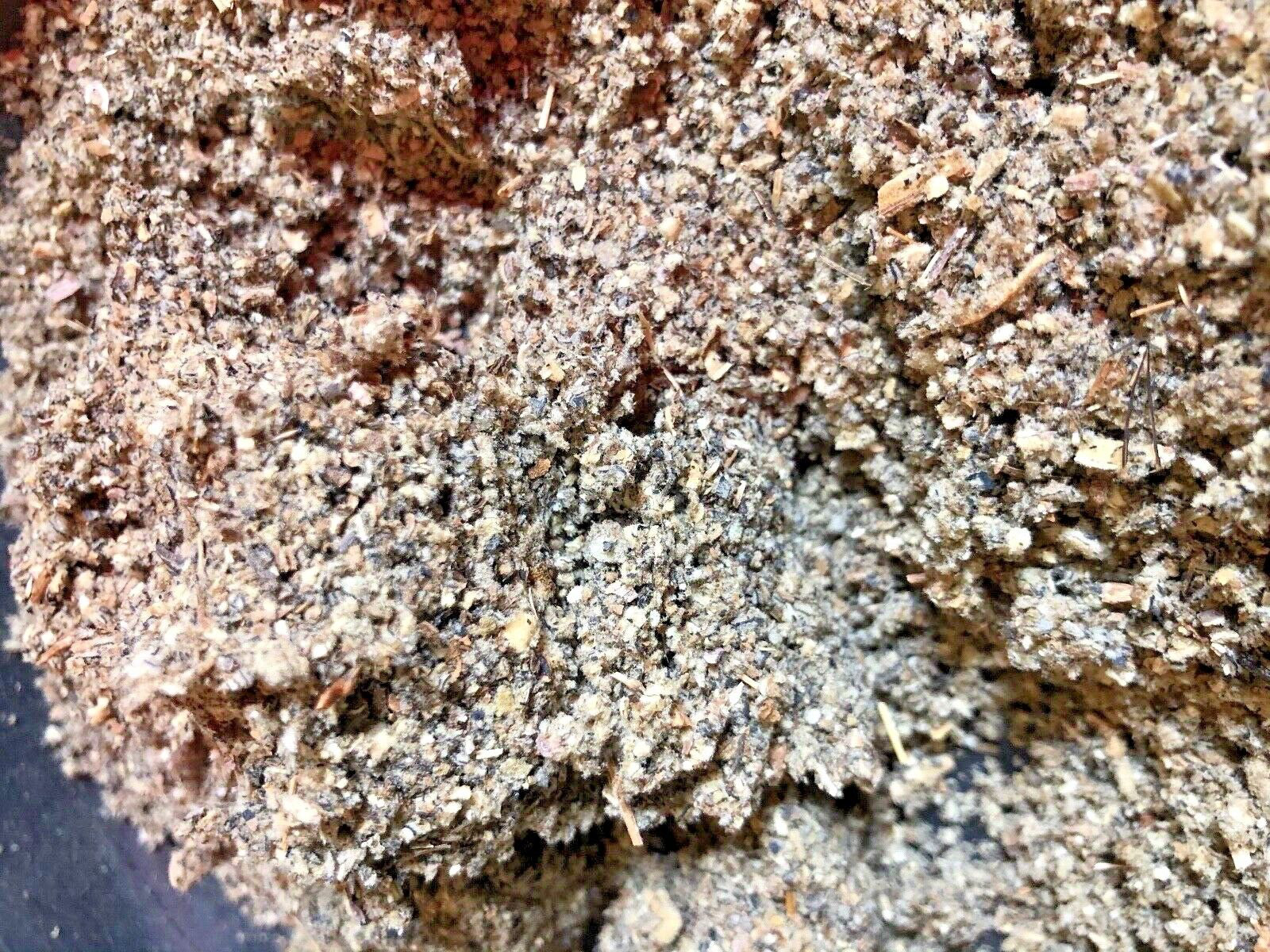 Mullein Herb – Bulk Medicinal Lung Leaf – 1/4 lb pound