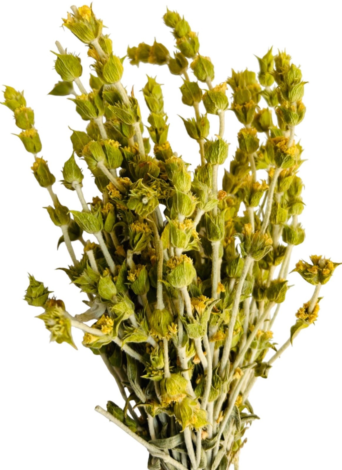 Greek Mountain Tea Sideritis Organic Dried Herb 100% Natural (2026 harvest)