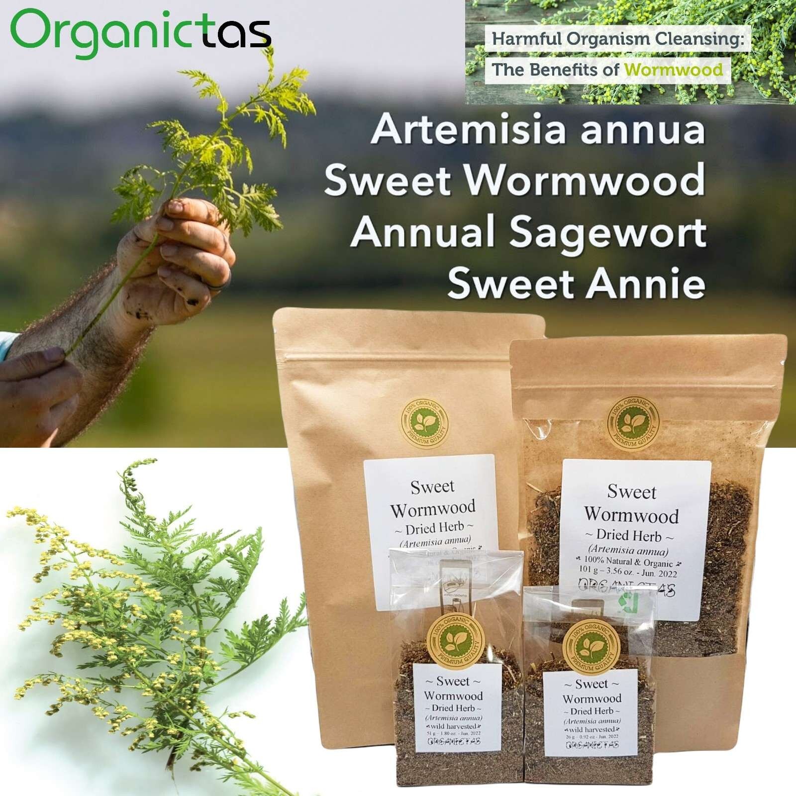 Artemisia annua Tea Organic (Sweet Wormwood Tea / Sweet Annie Tea) 100g / 3.55oz