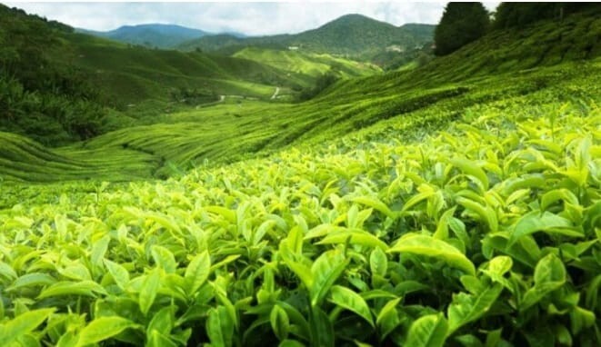 Ceylon Organic Black Tea Damro Labookellie 25 Bags 100% Natural Flavored Tea