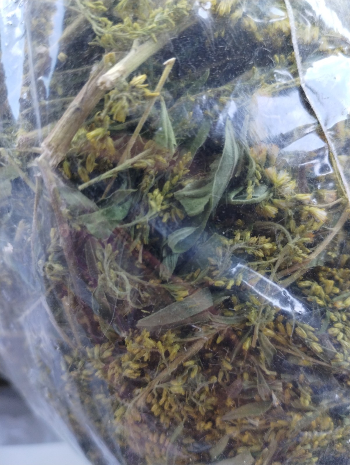 Goldenrod Flower Tea – BULK – 1/4 lb (4 oz)/0.114 kg (114 g)