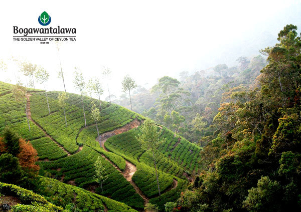 Bogawantalawa legend premium BOPF pure Ceylon black tea 400g (14.10oz)