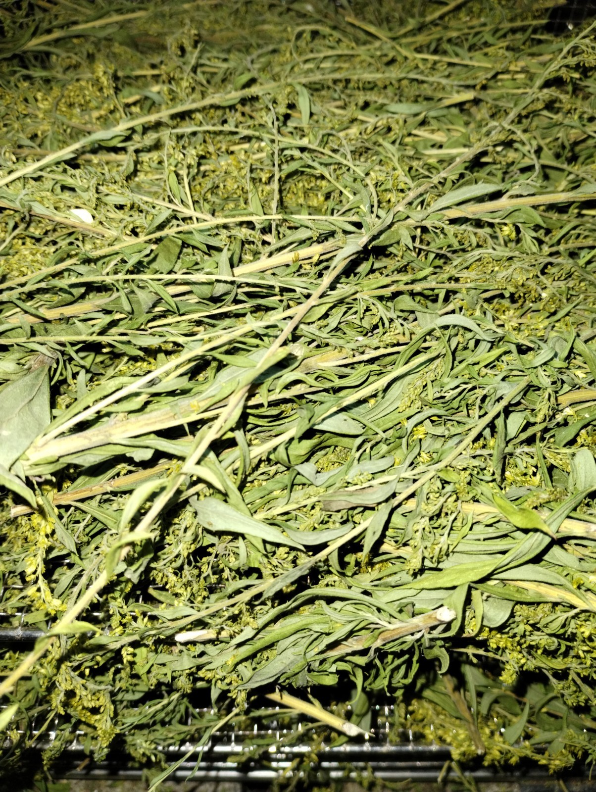 Goldenrod Flower Tea – BULK – 1/4 lb (4 oz)/0.114 kg (114 g)