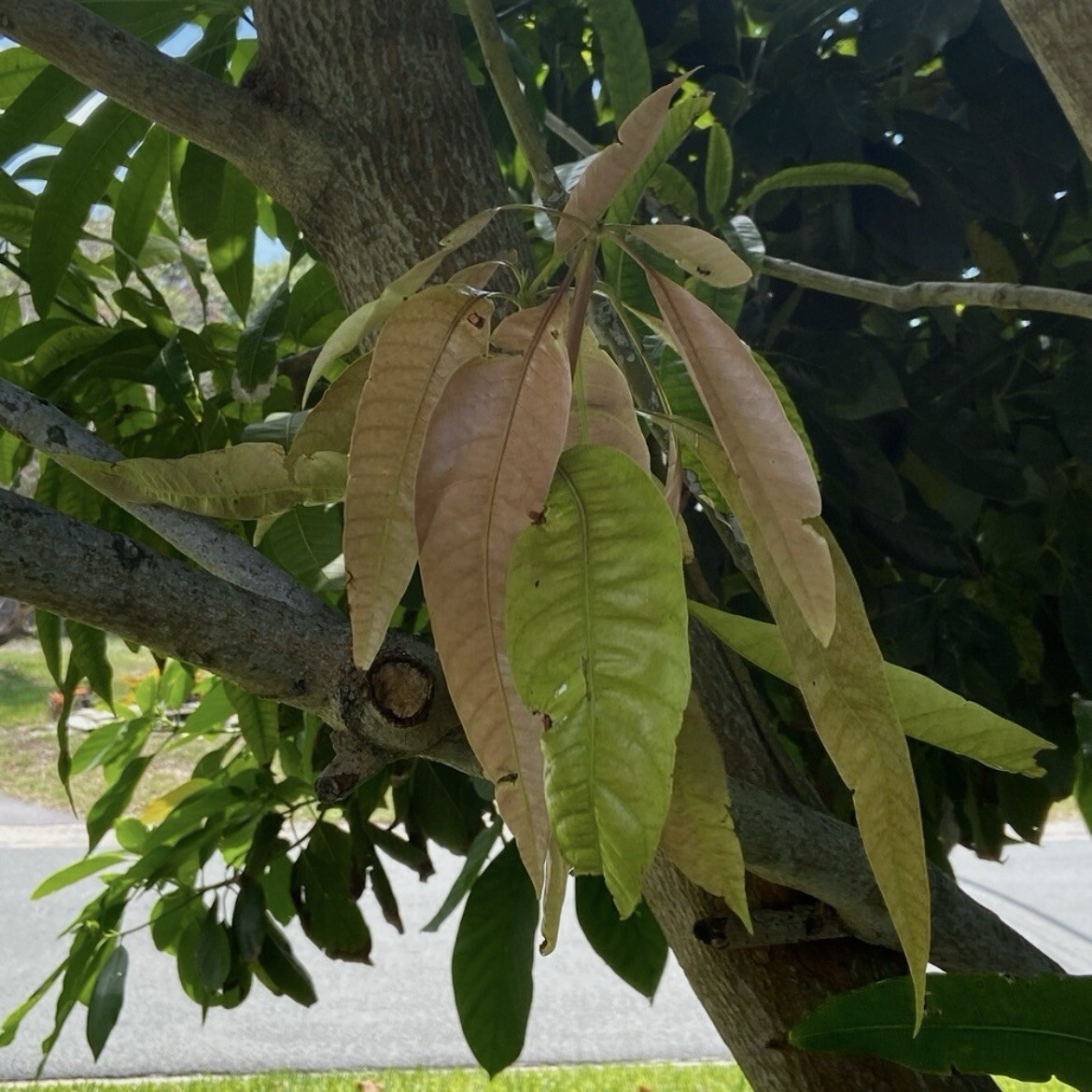 Fresh Mango Leaf For Herbal Tea 20 Leaves Home-grown No Pesticides FL USA