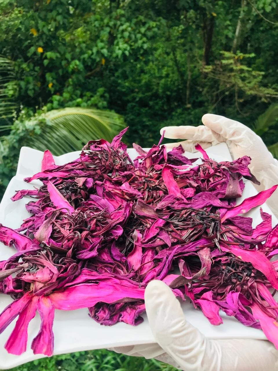 Ceylon Red Lotus 1lb Nymphaea Rubra 100% Hand Pick Organic Herbal Flowers Tea