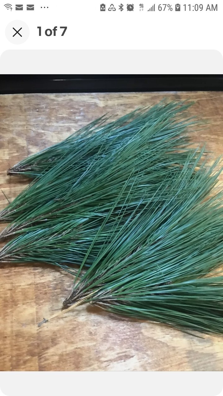 6 Pc Lot: BUY 3 GET 1 FREE Organic Eastern White Pine Needle Tea Bags dehydrated