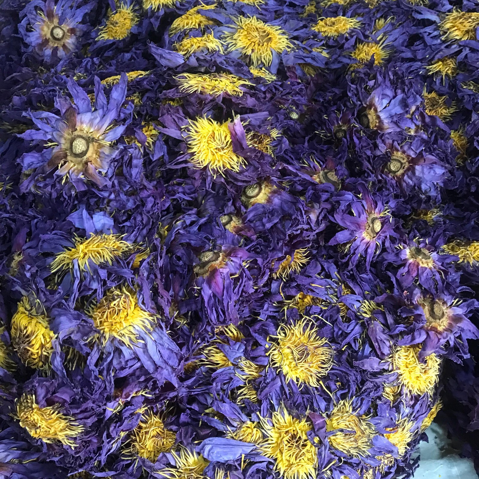 Ceylon Dried Blue Lotus Whole Flowers Nymphaea Caerulea Hand Picked Organic Tea