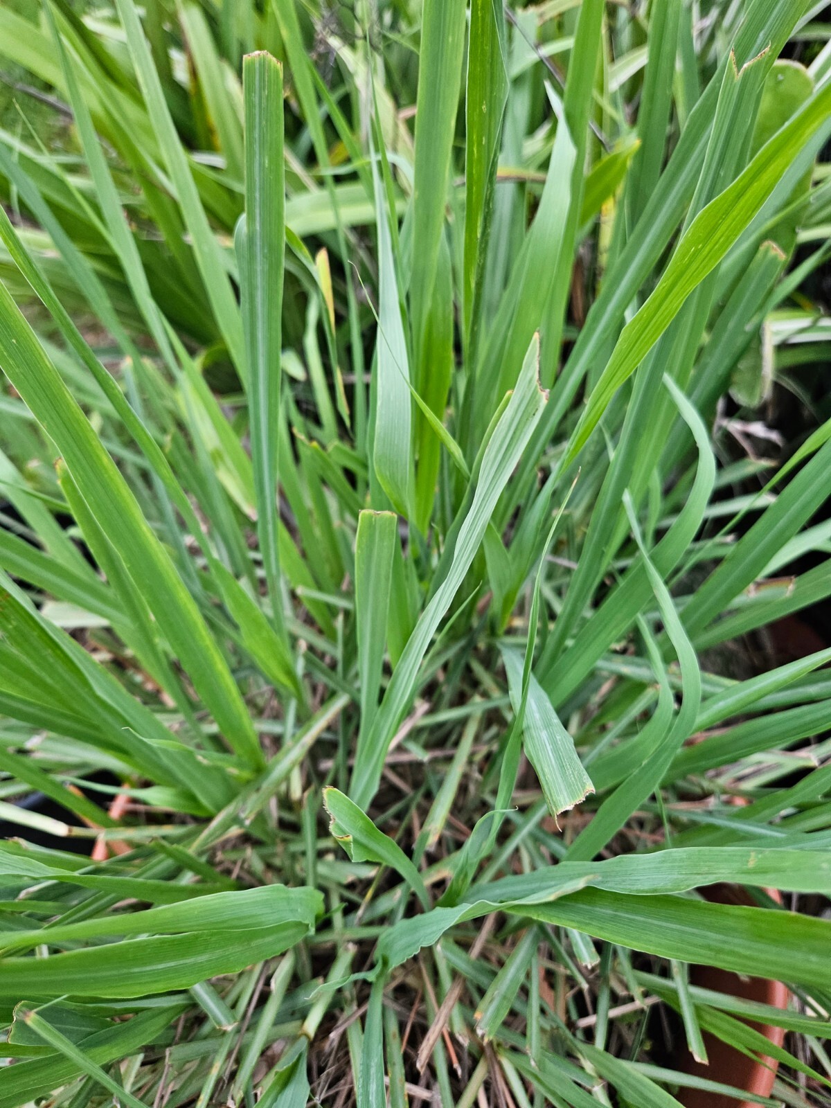 Freshly Dried Lemongrass (Cymbopogon citratus) Herbal Tea Finely Chopped