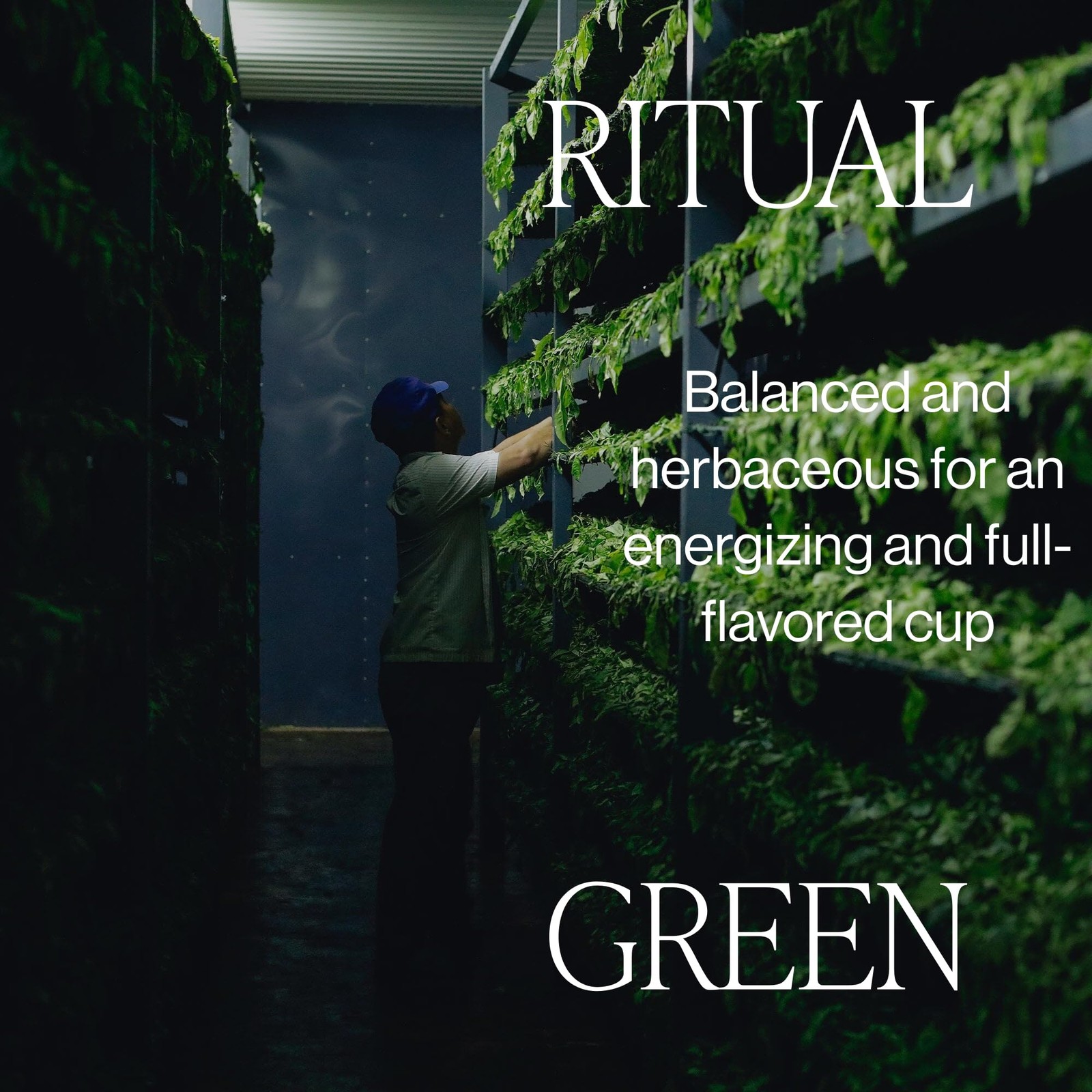 Ritual Green Tea – Organic Loose Leaf Tea, Energizing & Caffeinated – 4 Ounce…